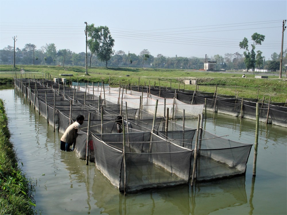 Brreding hapas at closed breeding nucleus at BFRI, Mymensingh, Bnagladesh - Copy