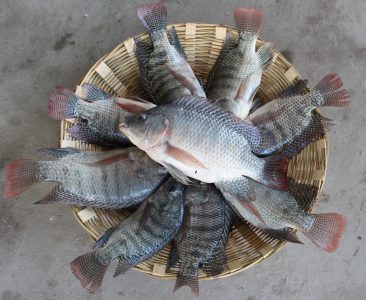 Tilapia Lover Society
