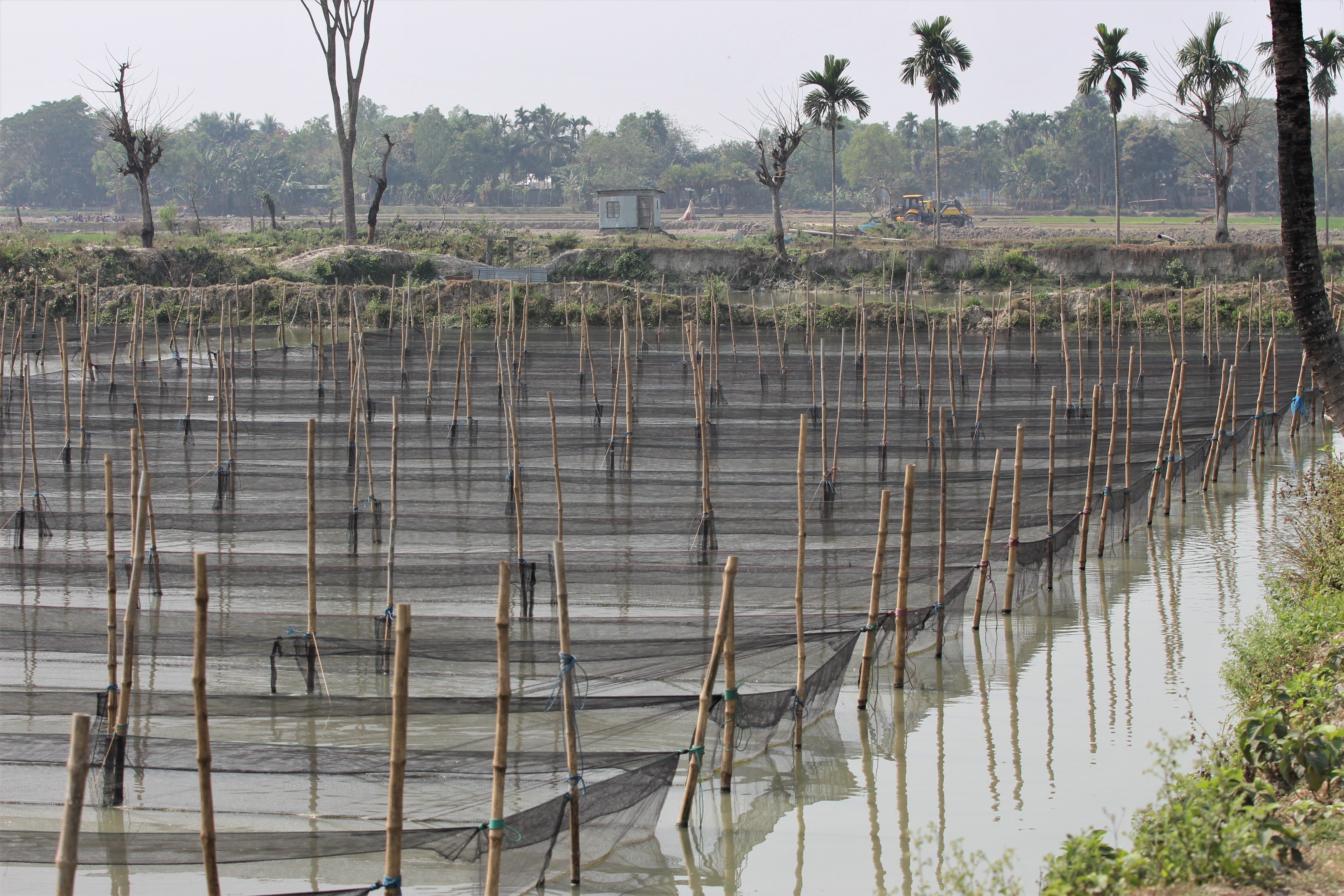 Tilapia Breeding Nets outdoor Breeding Nucleus at Eon Aquaculture Ltd. Tilapia Hatchery at Muktagacha, Mymensingh (1)